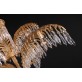 QZ1916 PALME HARROLDS